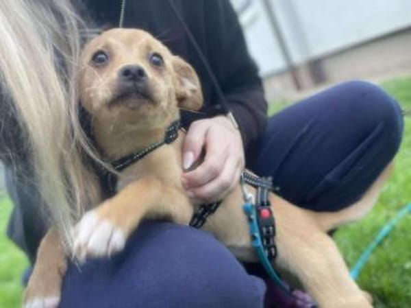 Emmi sucht Familie zum glücklich werden