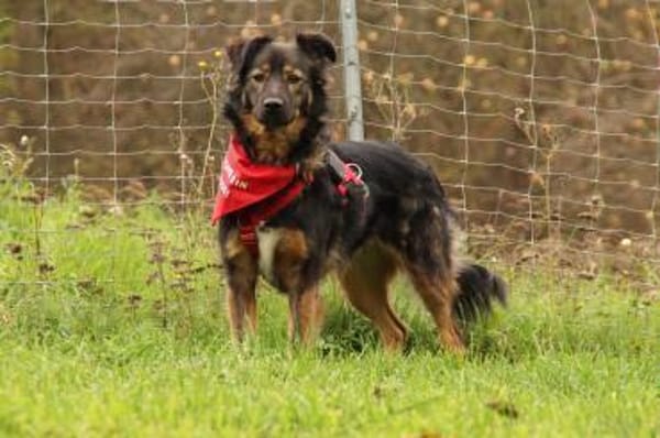 Romina - sanfte liebevolle Hündin