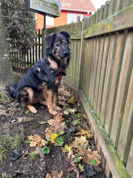 Romina - sanfte liebevolle Hündin