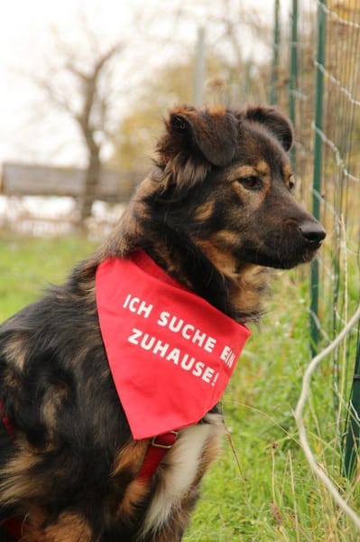 Romina - sanfte liebevolle Hündin