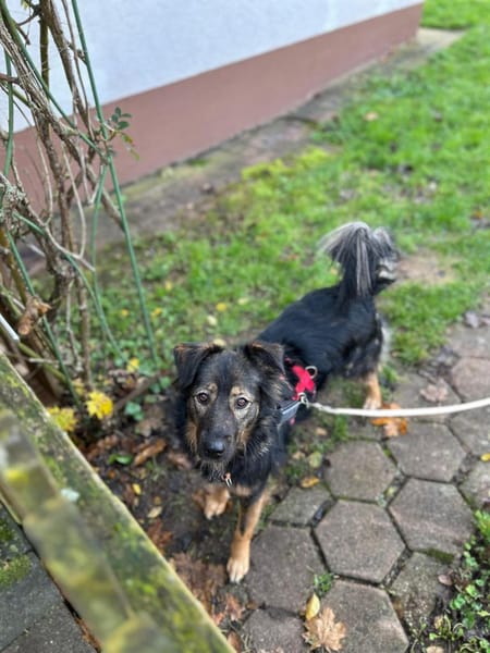 Romina - sanfte liebevolle Hündin