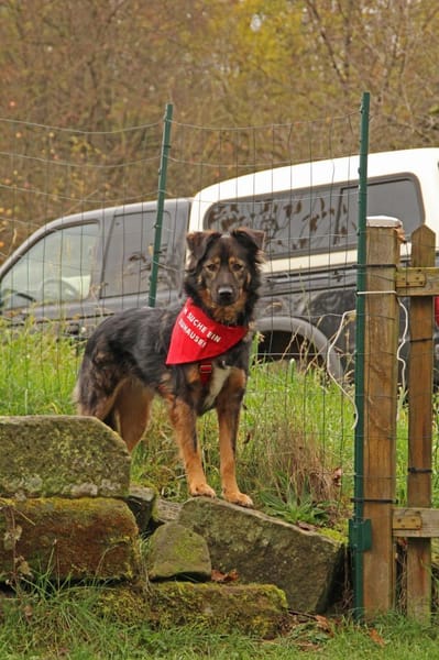 Romina - sanfte liebevolle Hündin