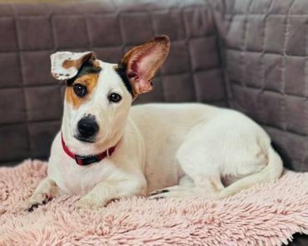 Tequila - eine Anfängerhündin