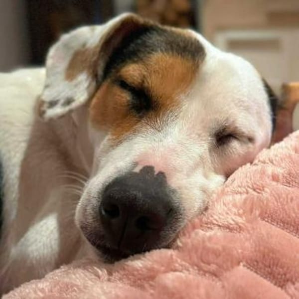 Tequila - eine Anfängerhündin