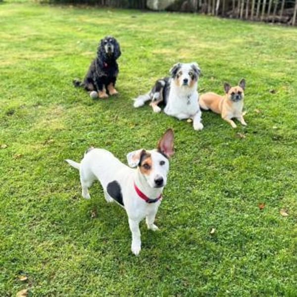 Tequila - eine Anfängerhündin