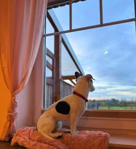 Tequila - eine Anfängerhündin