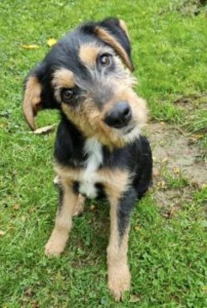 Zido 40 cm (Okt 25) Pflegestelle