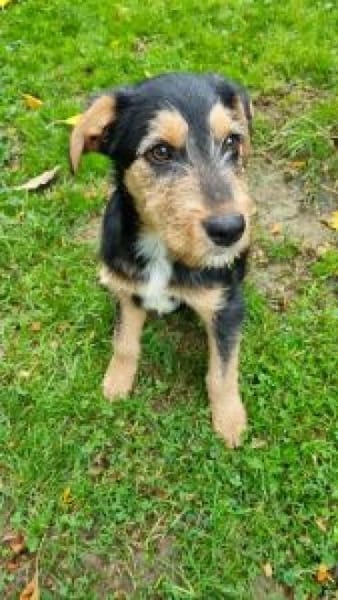 Zido 40 cm (Okt 25) Pflegestelle