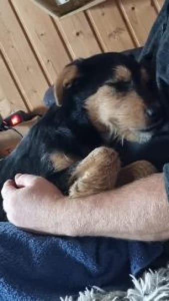 Zido 40 cm (Okt 25) Pflegestelle