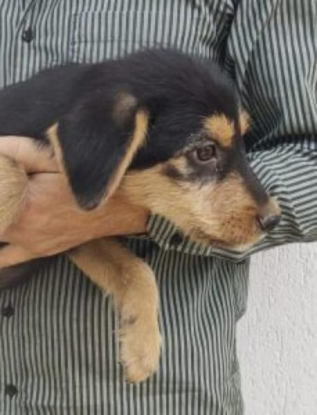 Zido 40 cm (Okt 25) Pflegestelle