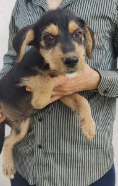 Zido 40 cm (Okt 25) Pflegestelle