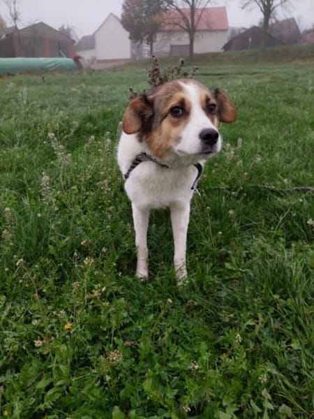 Sasha sucht ihre Menschen