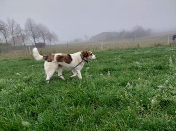 Sasha sucht ihre Menschen