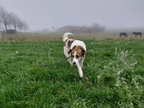 Sasha sucht ihre Menschen