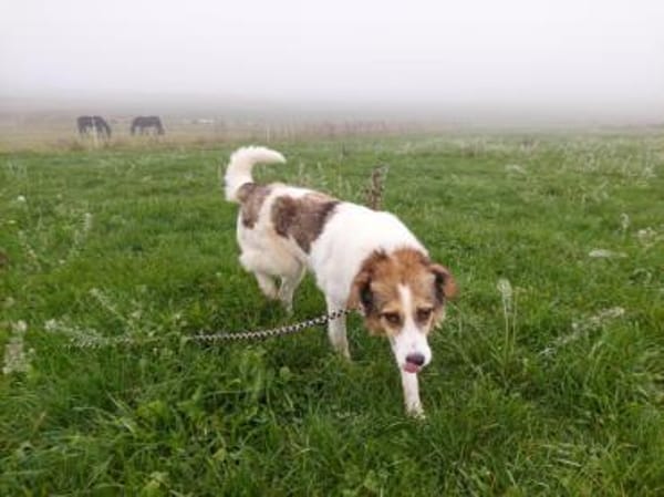 Sasha sucht ihre Menschen