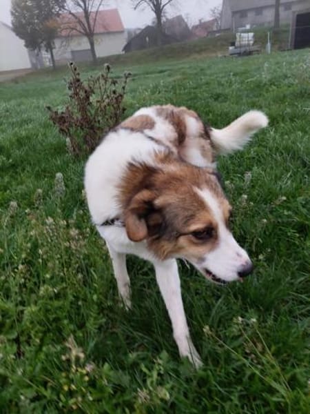 Sasha sucht ihre Menschen