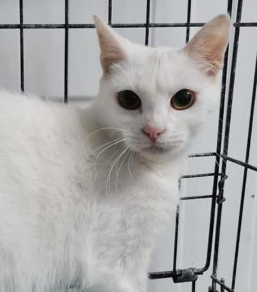 TINA & ATENEA -zwei muntere - MINI-Tiger