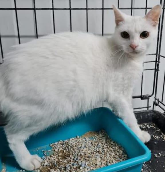 TINA & ATENEA -zwei muntere - MINI-Tiger