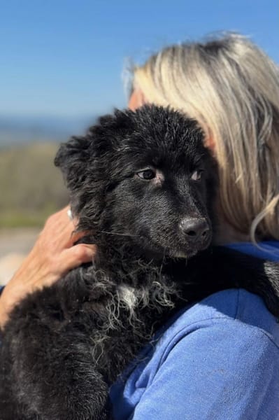 Kiano  Kleiner Schatz sucht sein Zuhaus