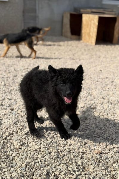 Kiano  Kleiner Schatz sucht sein Zuhaus