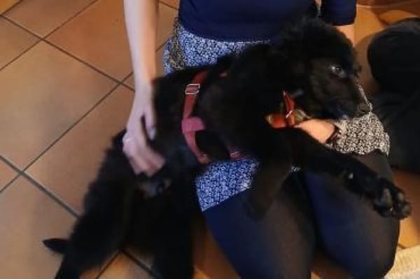 Kiano  Kleiner Schatz sucht sein Zuhaus