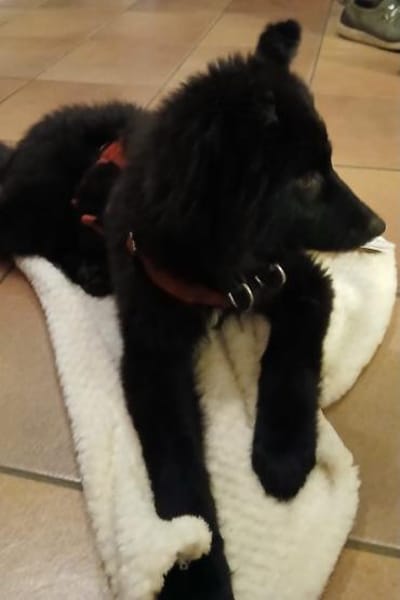 Kiano  Kleiner Schatz sucht sein Zuhaus