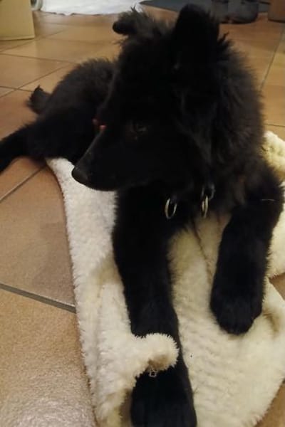 Kiano  Kleiner Schatz sucht sein Zuhaus