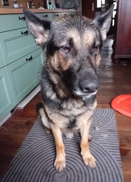 Shadow braucht ein Zuhause