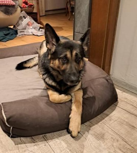 Shadow braucht ein Zuhause