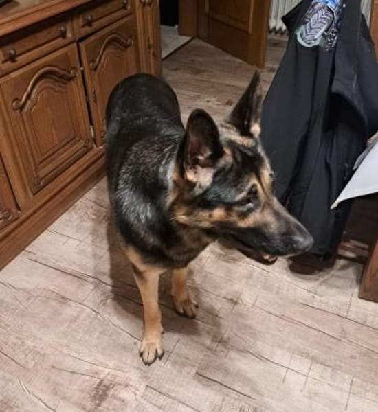 Shadow braucht ein Zuhause