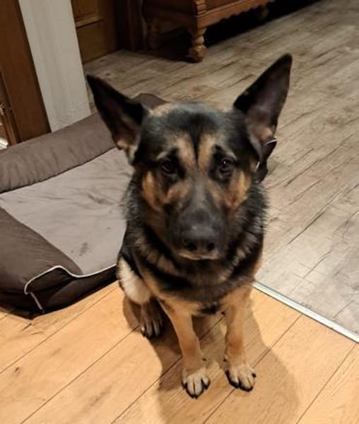 Shadow braucht ein Zuhause