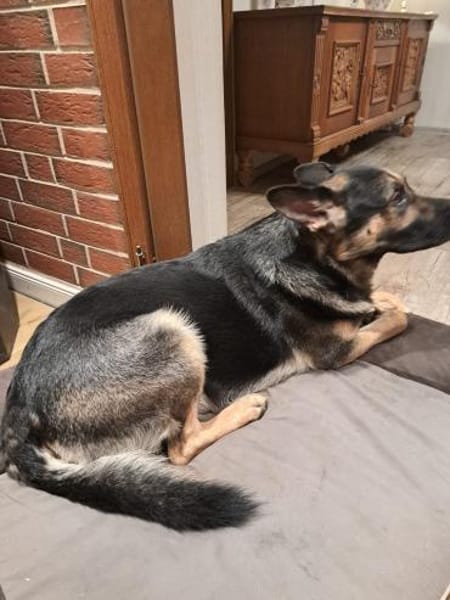 Shadow braucht ein Zuhause