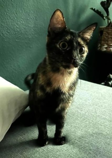 Lilly sucht ein Zuhause