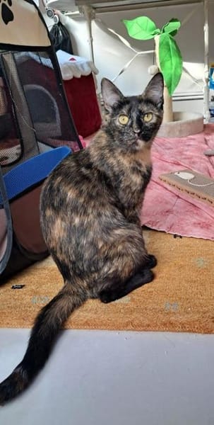 Lilly sucht ein Zuhause