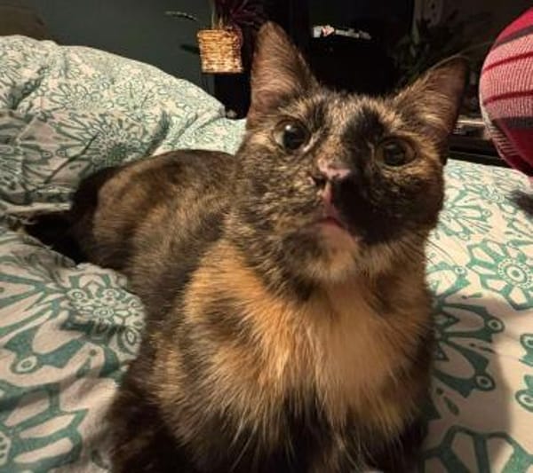 Lilly sucht ein Zuhause