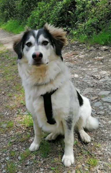 Lisa möchte ein ländliches Zuhause