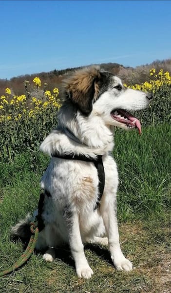 Lisa möchte ein ländliches Zuhause