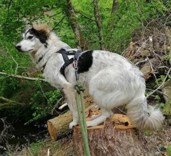 Lisa möchte ein ländliches Zuhause