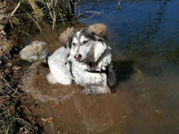 Lisa möchte ein ländliches Zuhause