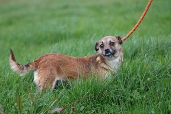 Lina - verschmuste, liebe Hündin