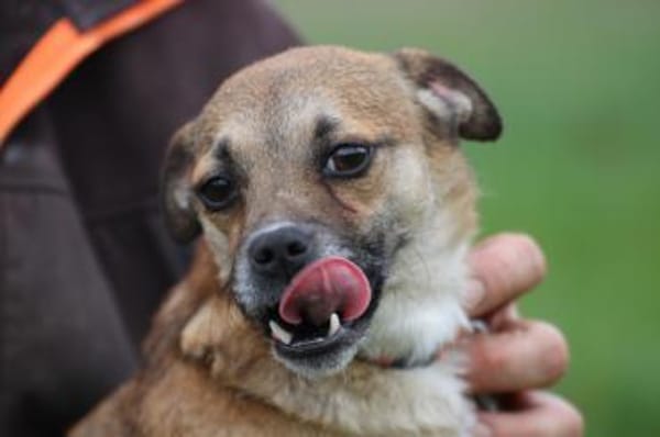 Lina - verschmuste, liebe Hündin