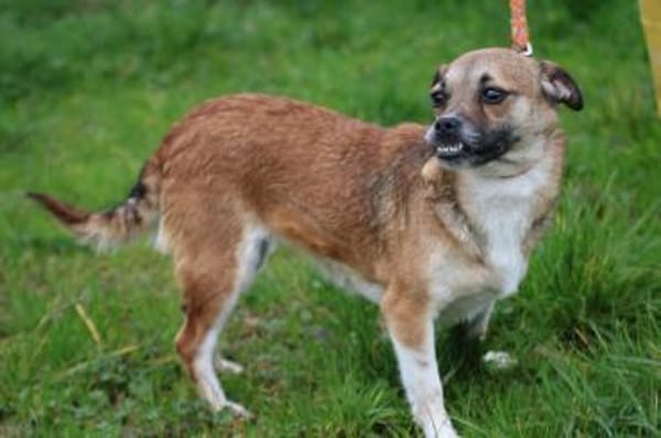 Lina - verschmuste, liebe Hündin