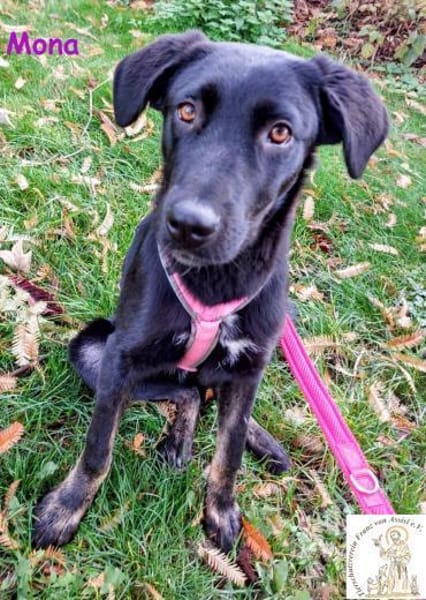 Mona   das aufgeschlossene Hundemädchen