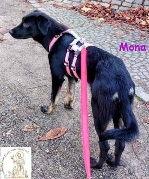 Mona   das aufgeschlossene Hundemädchen