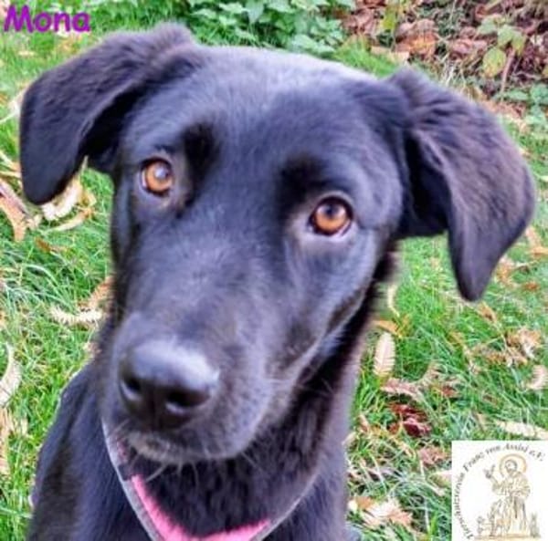 Mona   das aufgeschlossene Hundemädchen