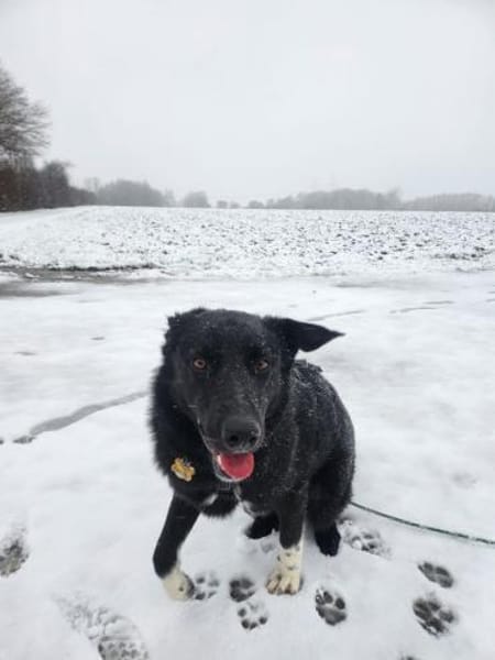 Piero 💙💙💙 dringend neues Zuhause