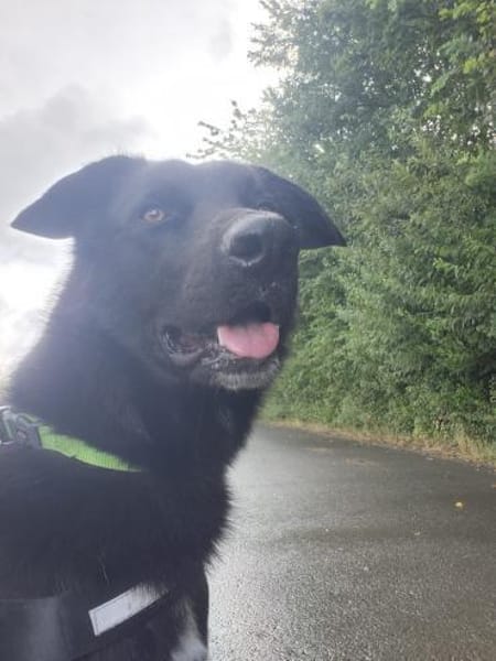 Piero 💙💙💙 dringend neues Zuhause