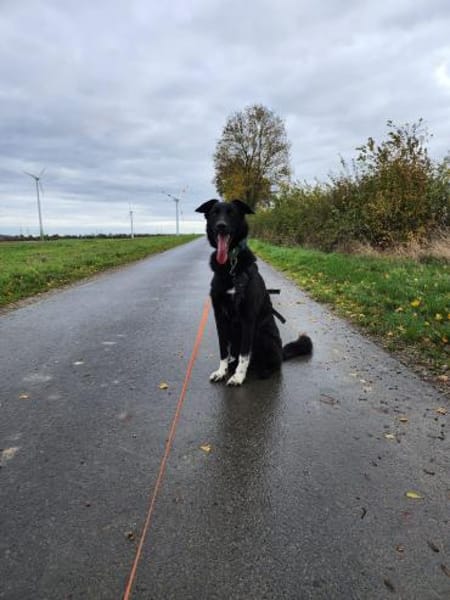 Piero 💙💙💙 dringend neues Zuhause