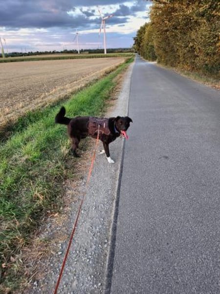 Piero 💙💙💙 dringend neues Zuhause