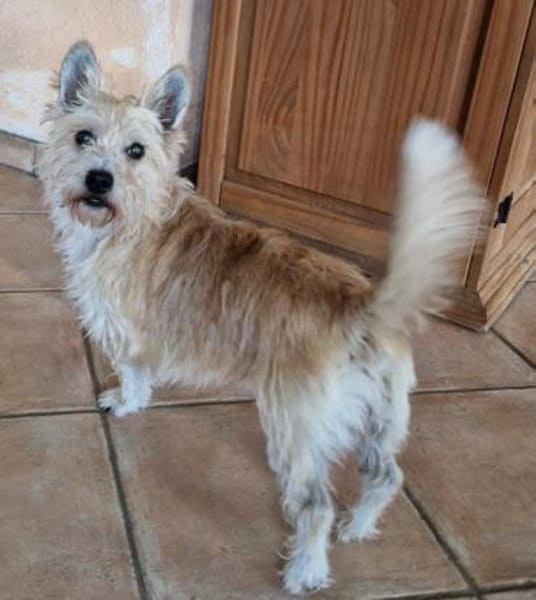 Lucy sucht ihr Fürimmerzuhause